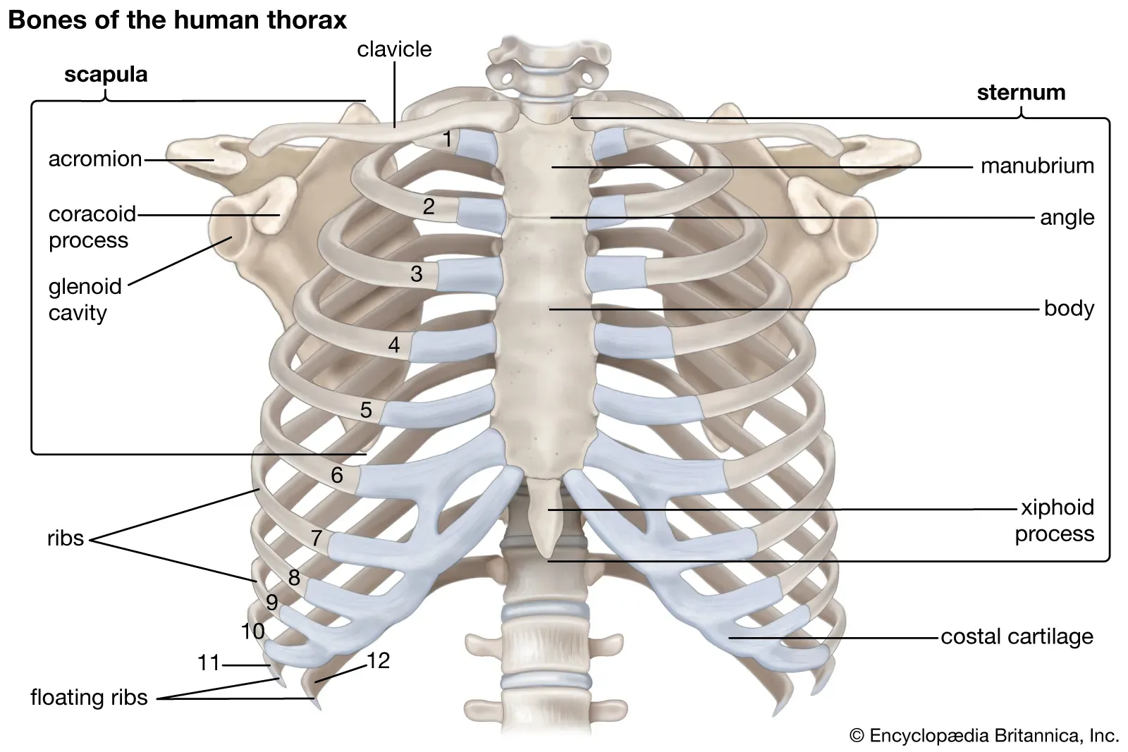 Human rib cage
